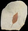 Detailed Fossil Hackberry Leaf - Montana #68326-1